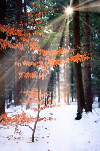 Beech Tree in Winter Forest